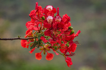 Tropical red flower: Royal Poinciana (Delonix regia).