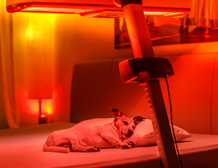 chien de thérapie par la lumière rouge