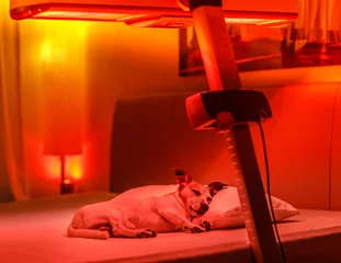 Foto auf Acrylglas Lustiger Hund red light therapy dog