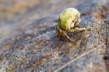 Hermit Crab on a beach