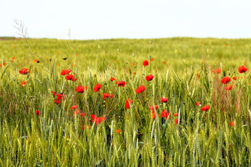 Red poppy flower in green wheat field. Wheat spikes and beautiful blossoming poppie