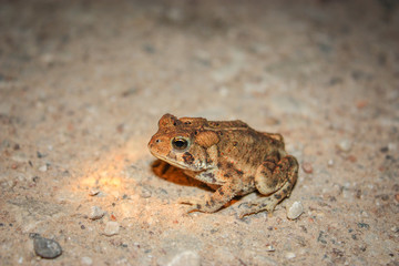 small frog with orange dots