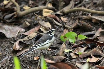 African Pied Wagtail - Bigodi Wetlands - Uganda, Africa