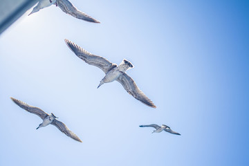 bird sky wings seagull 