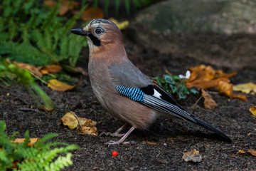 Eurasian Jay (Garrulus Glandarius)