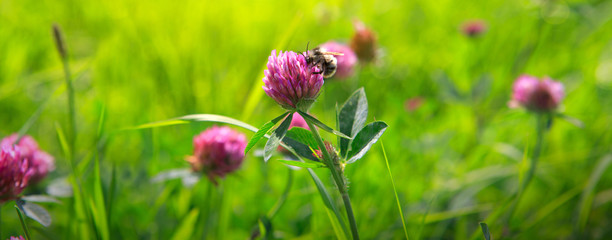 Obraz na płótnie Canvas Bee on clover flowers field.