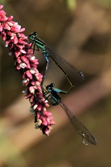 アオモンイトトンボ