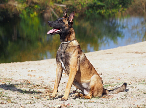 The young dog Belgian Malinua sits on the bank of the lake