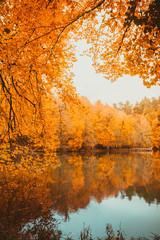 Zacht zicht op herfstlandschap, droge bomen, gouden lucht, boom weerspiegeld in meer, seizoenen veranderen, zonnige dag, herfstpark, herfstnatuur.