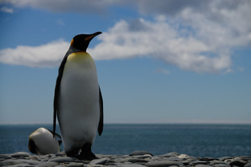 King Penguins on Salisbury plains