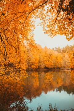 Fototapeta Soft view of autumn landscape, dry trees, golden sky, tree reflected in lake, seasons change, sunny day, autumnal park, fall nature.