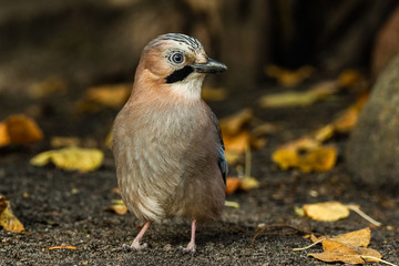 Eurasian Jay (Garrulus Glandarius)