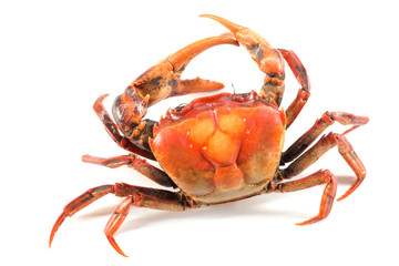 Crab on a white background
