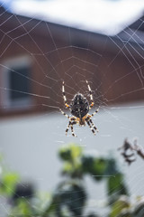 Kreuzspinne