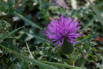 thistle flower