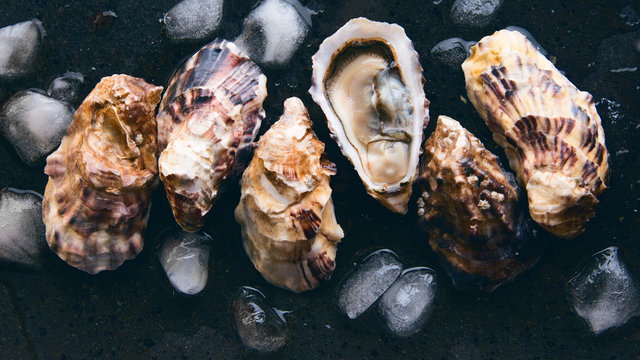 Oyster shells on dark background with ice