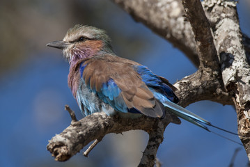 Lilac-breasted roller, south Africa