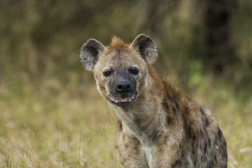 Hyena South Africa
