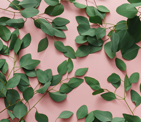 Fototapeta na wymiar green leaves of eucalyptus tree