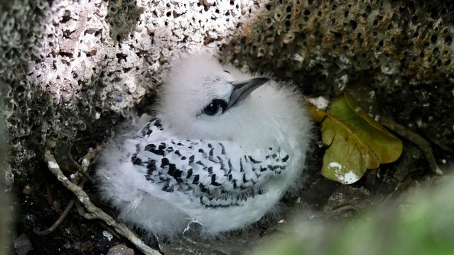 B&eacute;b&eacute; Paille-en-queue, Seychelles, s&eacute;rie