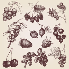 Vector collection  of hand drawn berries illustrations. Vintage sketches set . High detailed food elements.