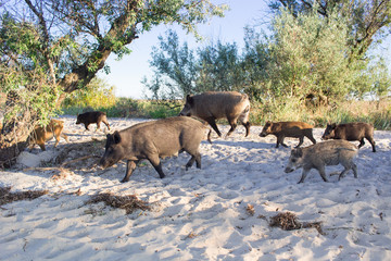 Family of wild pigs walks on sea beach coast sands