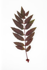 Brown rowan leaves