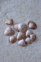 Set of shells isolated on white sand background.