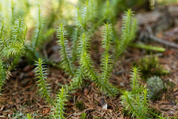 Interrupted club moss, Lycopodium annotinum