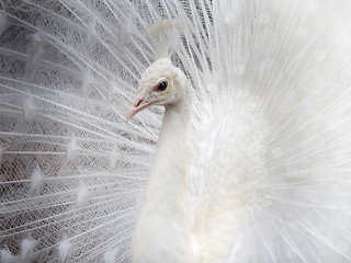 Beautiful Peacock
