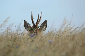 Roe deer male on the magical green grassland, european wildlife, wild animal in the nature habitat,...