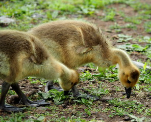 Little baby gosling birds