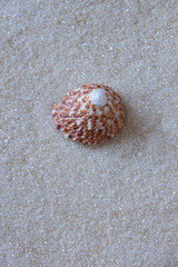 Exotic seashells isolated on sand as background. Top view.