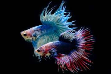 Fototapeta premium betta 