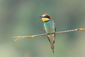 Bee eater 021
