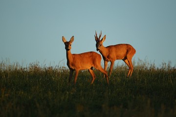 Roe deer male on the magical green grassland, european wildlife, wild animal in the nature habitat, deer rut in czech republic.