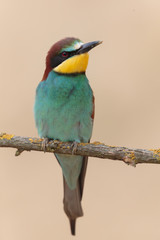 Bee Eater 018