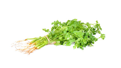 coriander on white background