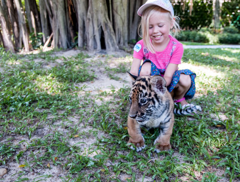 Small Hand Tiger Cub And Girl