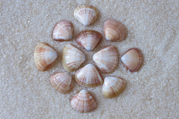 Composition of sea shells and on sand. Top view.