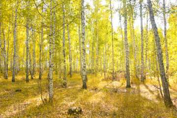 birch forest