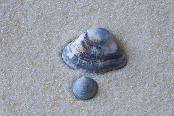 Seashells on sand as background.