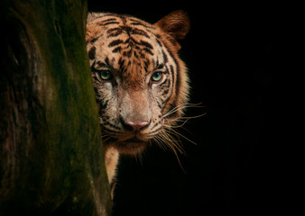 tiger face eyes looking for hunting against black background