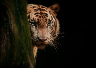Crédence de cuisine en plexiglas Tigre tiger face eyes looking for hunting against black background