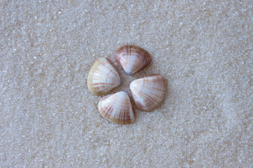 Composition of sea shells and on sand. Top view.