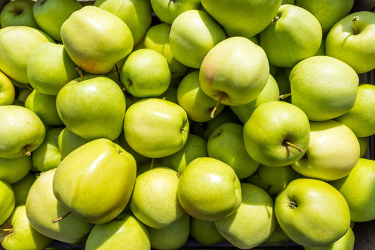 Blick in eine Kiste mit einem Haufen frisch gepflückten grünen Äpfeln