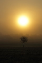 Fototapeta na wymiar Morning sun, foggy weather, three silhouette