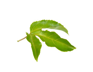 Fototapeta premium passion fruit leaf on white background