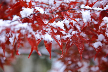 雪の中の紅葉