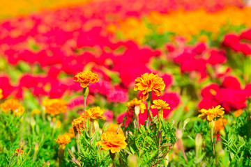Obraz na płótnie Canvas Marigold flowers field on beautiful sunny days